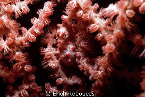 Bargibanti pigmy and his best look at the camera by Erich Reboucas 